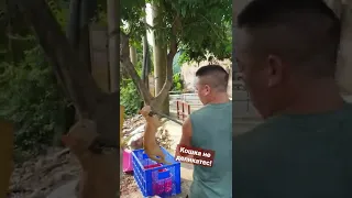 Вьетнамцы кушают кошек(