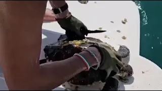 Helping a Sea Turtle 🐢