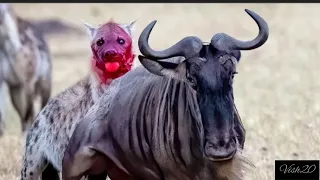 Terrifying!! Hyena Rips a Wildebeest's Guts