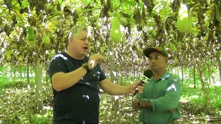 Chapada Rural - Plantação de Xuxu em Chapada