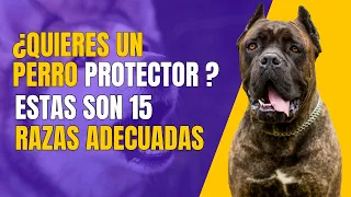 15 RAZAS DE PERROS DE GUARDIA Y PROTECCIÓN