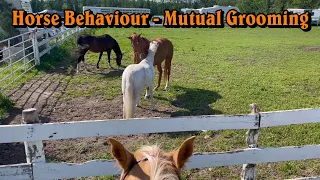 Horse behaviour - mutual grooming