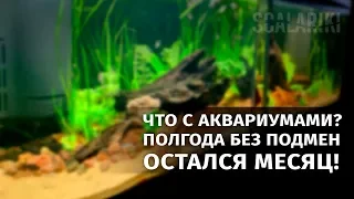 Что случилось с аквариумами за время отпуска?! Эксперимент "Полгода без подмен с Tetra EasyBalance"