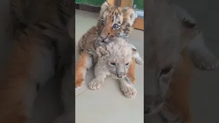 🐯🐯🐯🦁🦁🦁WOW!!! adorable baby  #tigercub #tiger #lioncub #lion #kitten #foryou #fpy #cute #kitty