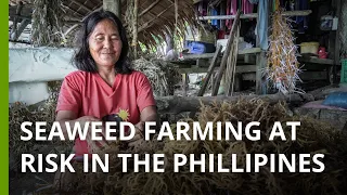 Seaweed farming under threat in the Philippines