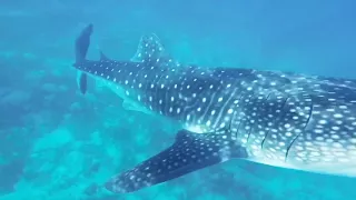 Cebu, Philippines 2017 / Себу, Филиппины декабрь 2017