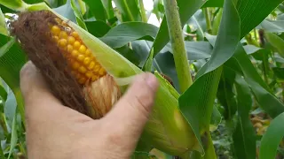 Три гибрида кукурузы