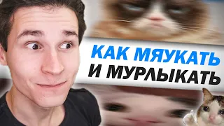 Как научиться МЯУКАТЬ, МУРЛЫКАТЬ и МУРЧАТЬ как кошка | как пародировать голоса и звуки животных. КОТ