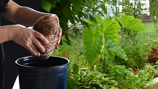 Growing Colocasias // Waking Up Mammoth Elephant Ears Indoors