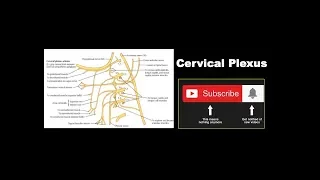 Cervical Plexus | Formation, Branches, Communicating Branches | Ansa Cervicalis|