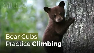 Baby Bears Climb Trees