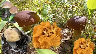 Грибы 🍄 Боровые Белые семьями/ Гигантские Лисички  17.07.23 , Владимирская обл