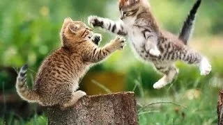 Прикольные и смешные коты и кошки ЧАСТЬ 10/ Funny cats PART 10