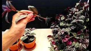 How to grow Wandering Jew from cutting very easy