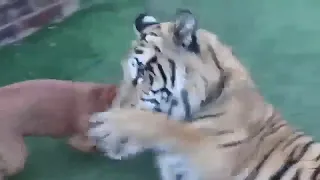 Тигр играется с собаками