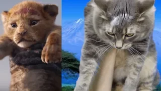 The Lion King (2019) trailer but it's my cat