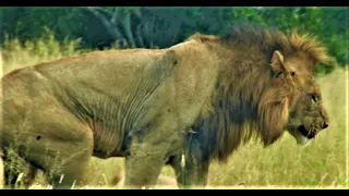 Lioness gets her lion cubs safe! MASSIVE Male Lions In The Kruger! Kruger National Park!#lion #lions