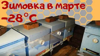 Зимовка пчел в марте. - Пчелы весной.