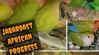 Lovebirds Breeding Progress/African Lovebrids Breeding progress start in colony#