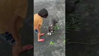 Pitbull dog play with kids