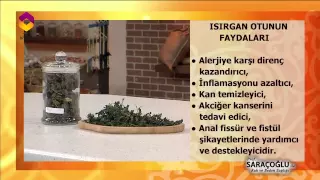 Tıbbi Bitkiler Isırganın Faydaları - DİYANET TV