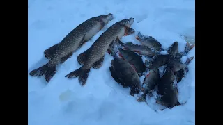 Первый лёд 2021-2022 зимняя рыбалка на озере щука и окунь на жерлицы