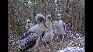 Черный аист . После лягушек это бывает...