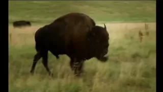 Tatanka - buffalo