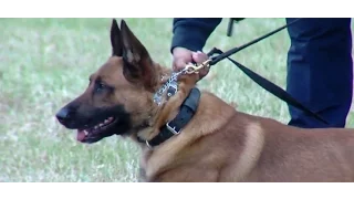 Canine unit "Glamour" pictures gain support for dogs and handlers