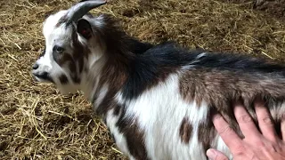 Всем привет от жителей Бабушкиного дворика!  Greetings to all from the residents of Grandma Yard!