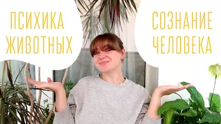 Чем сознание человека отличается от психики животных?