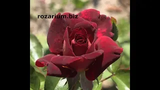 роза Эдди Митчел, питомник роз полины козловой, rozarium.biz