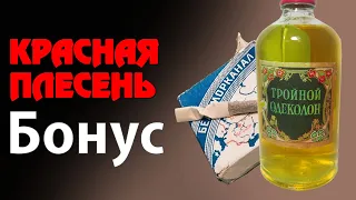 Красная Плесень - Бонус | Лучшие песни