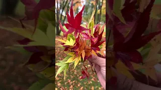 Fall Colours in 4K 60fps HDR using iPhone 12 Pro Max #Shorts #ShotoniPhone