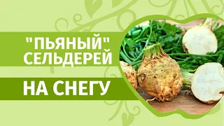 Сельдерей на рассаду. Бабушкин секрет: замачиваем в водке, сажаем на снег