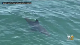 Shark Spotted In Long Island Waters