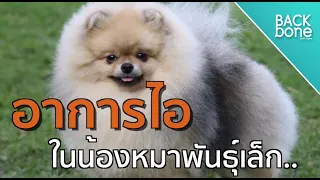 อาการไอของน้องหมาพันธุ์เล็ก.. | สัตว์เลี้ยงแสนน่ารัก