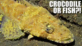 Crocodile Fish Facts: CROCODILE or FISH?! | Animal Fact Files