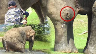 Huge angry Bull, suffering with painful ABSCESS , gets treated by brave officers