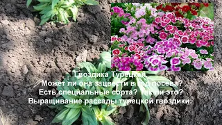 Гвоздика турецкая из семян. Бывают ли сорта зацветающие в год посева? Результат теста такого сорта.