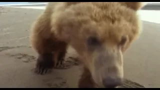 Grizzly Man (2005) Documentary clip