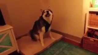 Прикол собака чихает / The dog sneezes
