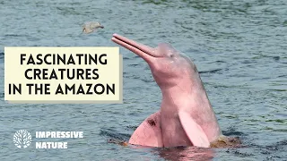 Unbelievable Creatures in the Amazon Rainforest! #amazinganimals #pinkdolphin