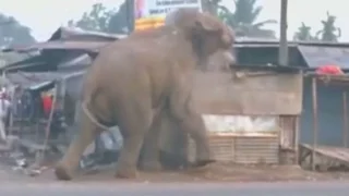 Indien: Aufgebrachter Elefant zerstört 100 Häuser
