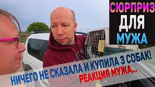 Жена купила трех щенков. Муж ничего не знал! Реакция мужа...