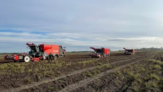 Potato harvest 2023 with 3x Dewulf Enduro | APH Group