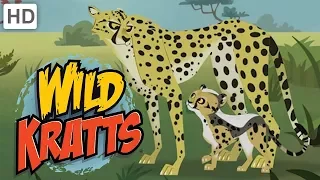 🐆 Wild Kratts - Meet "Blur" the Cheetah!