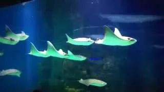 № 4. Moscow aquarium. Москвариум. Часть 2.