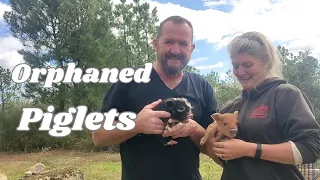 Homestead Improvements - Moving Wood stoves and Housing Piglets