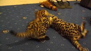 2 months old hand reared black-footed cats (Felis nigripes) are playing, RSCC